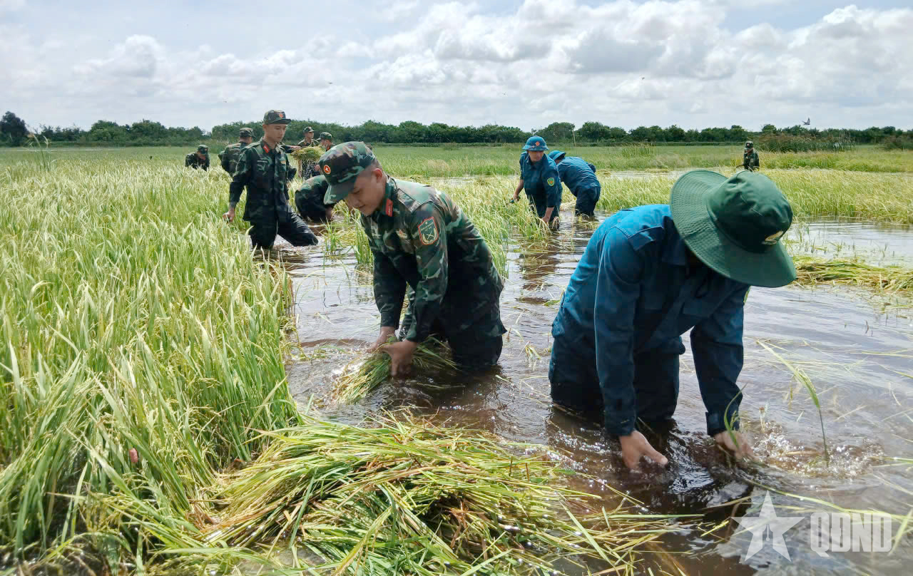 LLVT tỉnh Tây Ninh giúp dân thu hoạch lúa bị ngập nước

